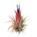 Air Plant Shop's Tillandsia Ionantha - 5 Pack - Free PDF Air Plant Care eBook with Every Order - 5 Pack Air Plant Variety - Fast Shipping from Florida Skin Care The Air Plant Shop 