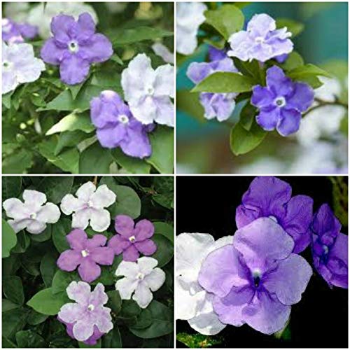 Brunfelsia~Yesterday Today and Tomorrow ~ Well Rooted Live Plant 5 to 7 inches fKE -09 Skin Care konkneleuh 