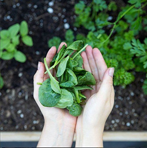 Amazing Grass Green Superfood Organic Powder with Wheat Grass and Greens, Flavor: Chocolate, 30 Servings Supplement Amazing Grass 