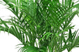 Costa Farms White Bird of Paradise, Strelitzia nicolai, Indoor Plant in Décor Planter, 2 to 3 Feet Tall & Costa Farms Cat Palm, Chamaedorea Palm Tree, Live Indoor Plant, 3 to 4-Feet Tall Lawn & Patio Costa Farms 
