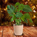 Brighter Blooms - Monstera Swiss Cheese Plant - Charming Tropical Plant with Bright Color and Appeal for Your Home - 3 Gallon Pot Lawn & Patio Brighter Blooms 