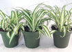 Ocean Spider Plant - 4'' Pot 3 Pack for Better Growth Plant JM BAMBOO 