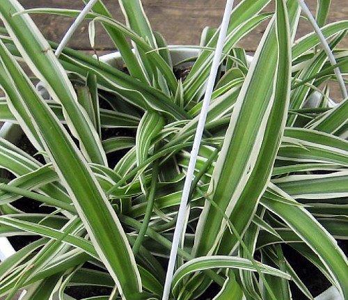 Variegated Spider Plant - Easy to Grow - Cleans the Air - 4" Pot Plant Hirt's Gardens 