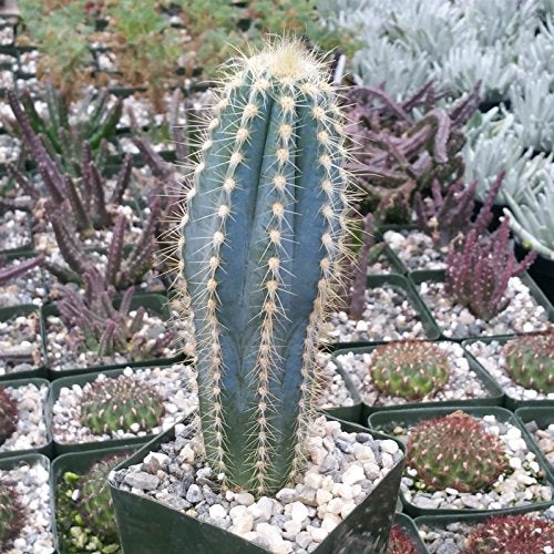 Pilosocereus pachycladus Cactus Cacti Succulent Real Live Plant Skin Care Fat Plants San Diego 