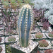Pilosocereus pachycladus Cactus Cacti Succulent Real Live Plant Skin Care Fat Plants San Diego 