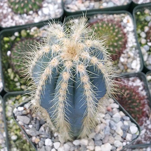 Pilosocereus pachycladus Cactus Cacti Succulent Real Live Plant Skin Care Fat Plants San Diego 