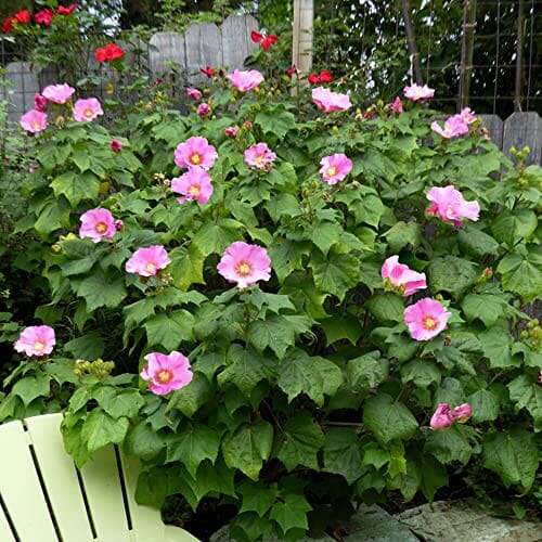 CHUXAY GARDEN Hibiscus Mutabilis-Confederate Rose Dixie Rosemallow Cotton Rose 5 Seeds Perennial Non-GMO Flower Heirloom Gardening Gifts Showy Accent Plant Lawn & Patio CHUXAY GARDEN 