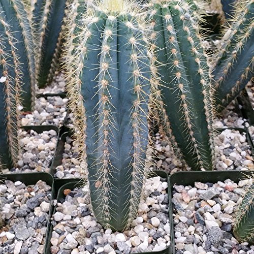 Pilosocereus pachycladus Cactus Cacti Succulent Real Live Plant Skin Care Fat Plants San Diego 
