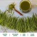 Amazing Grass Organic Wheat Grass Powder, 60 Servings, 17oz, Greens, Detox, Alkalize, whole leaf, Gluten Free, GMO Free, Kosher, wheatgrass, vegan Supplement Amazing Grass 