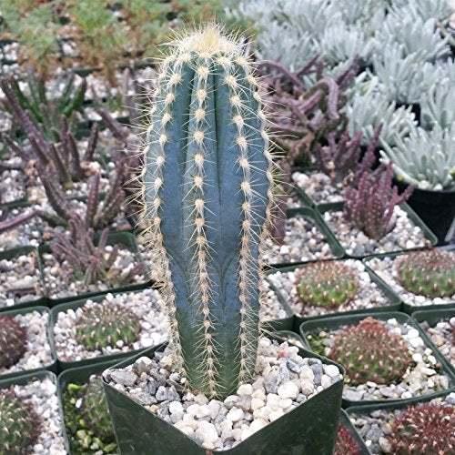 Pilosocereus pachycladus Cactus Cacti Succulent Real Live Plant Skin Care Fat Plants San Diego 