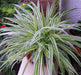 Variegated Spider Plant - Easy to Grow - Cleans the Air - 4" Pot Plant Hirt's Gardens 