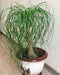 RAISE ME UP: Seeds Ponytail Bottle Palm Palmilla Nolina Indoor Perennial Tree Lawn & Patio RAISE ME UP 